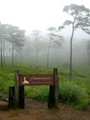 ทุ่งดอกหงอนนาค ลานภูสอยดาว อุทยานแห่งชาติภูสอยดาว 